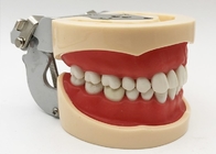 De Modellenhistologie van de hars Tandstudie, niet Giftig Orthodontisch Tandenmodel